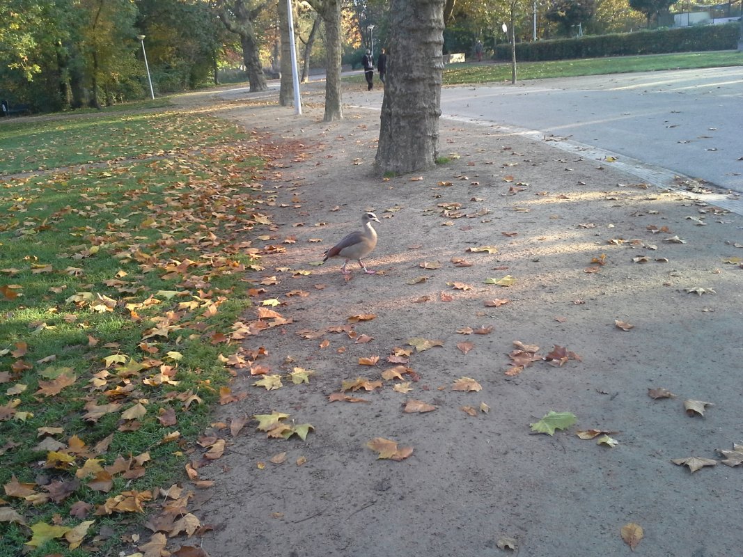 Scaled image IMG_20151027_085533.jpg (275kB)