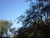 Thumbnail IMG_20151027_090110.jpg 