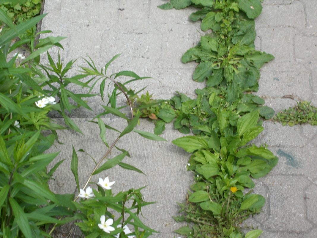 Scaled image cimg1998.jpg (677kB)