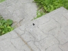 Thumbnail cimg2003.jpg 