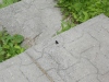 Thumbnail cimg2004.jpg 