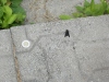 Thumbnail cimg2007.jpg 