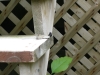 Thumbnail cimg2010.jpg 