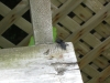 Thumbnail cimg2011.jpg 