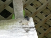 Thumbnail cimg2012.jpg 