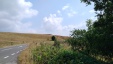 Thumbnail IMG_20180719_1506335.jpg 