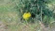 Thumbnail IMG_20180719_1508112.jpg 