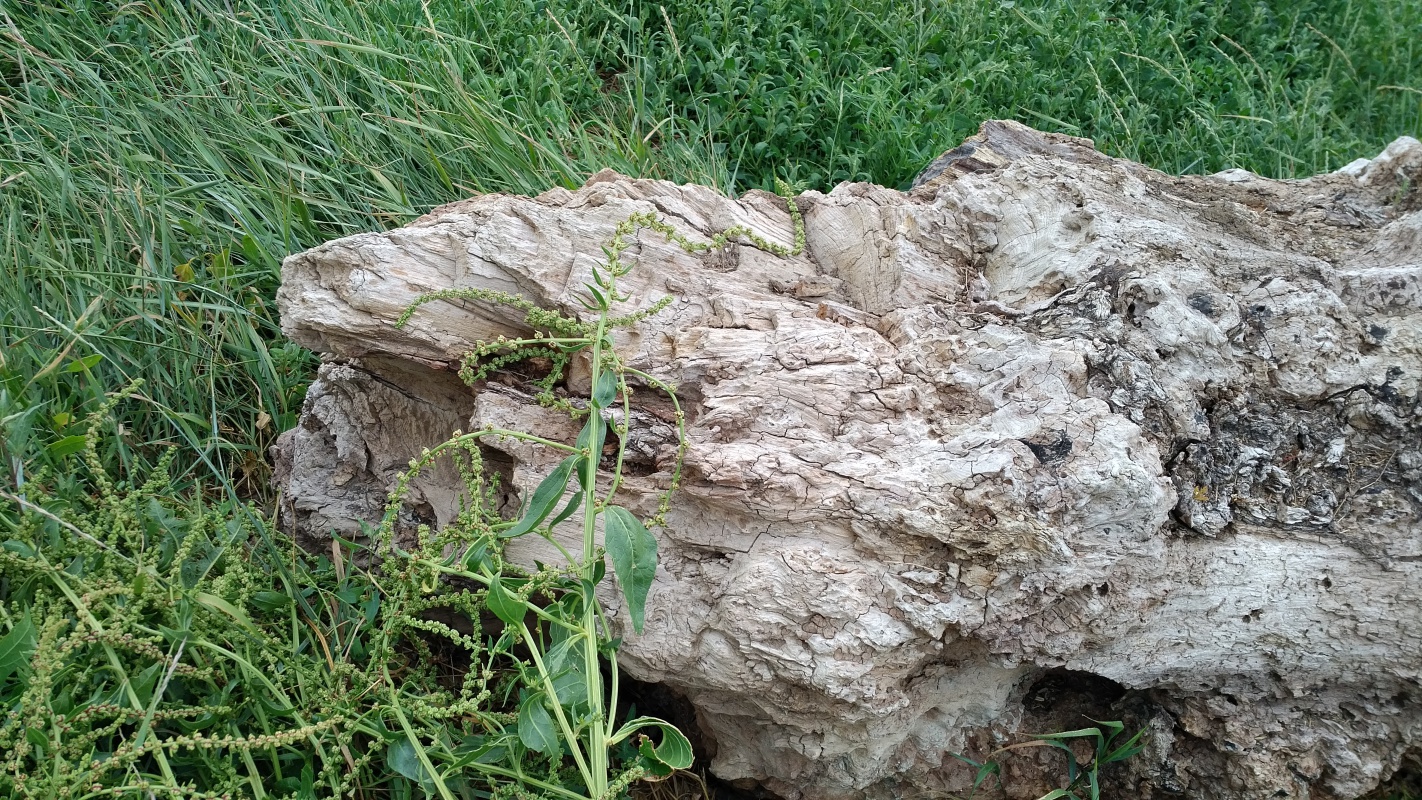 Scaled image IMG_20180720_0940413.jpg (811kB)