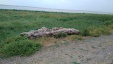 Thumbnail IMG_20180720_0940070.jpg 
