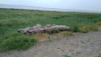 Thumbnail IMG_20180720_0940079.jpg 