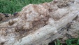 Thumbnail IMG_20180720_0940289.jpg 