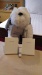 Thumbnail IMG_20180720_1459330.jpg 