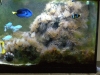 Thumbnail aiptasia_prob_large.jpg 