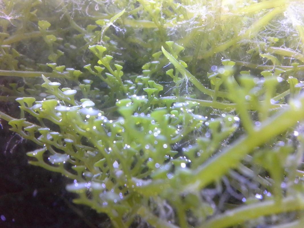 Scaled image 20121103_130724.jpg (313kB)