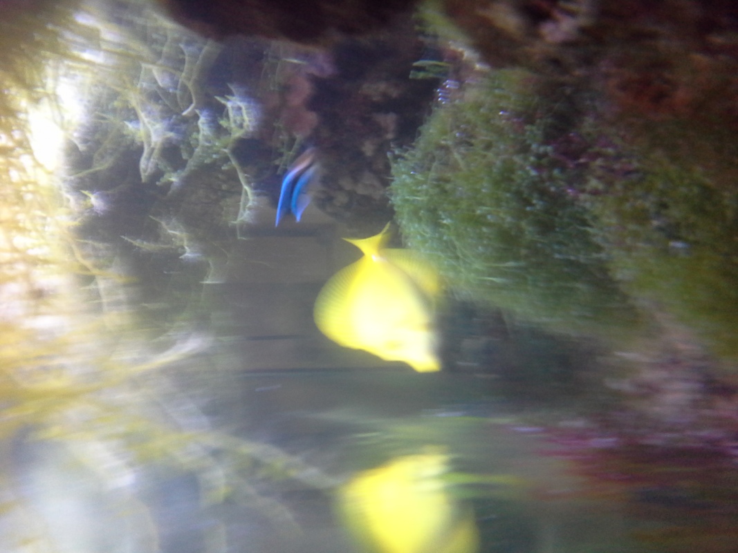 Scaled image 20121103_131011.jpg (229kB)