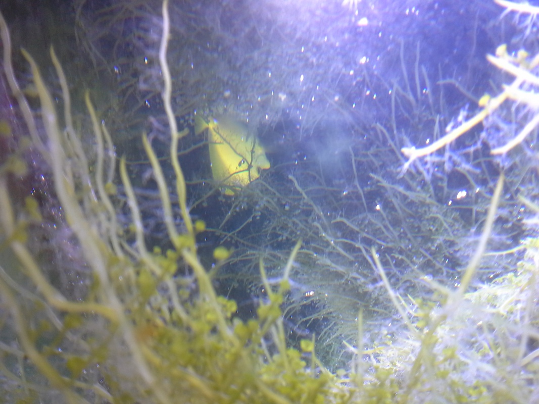 Scaled image 20121103_131111.jpg (276kB)