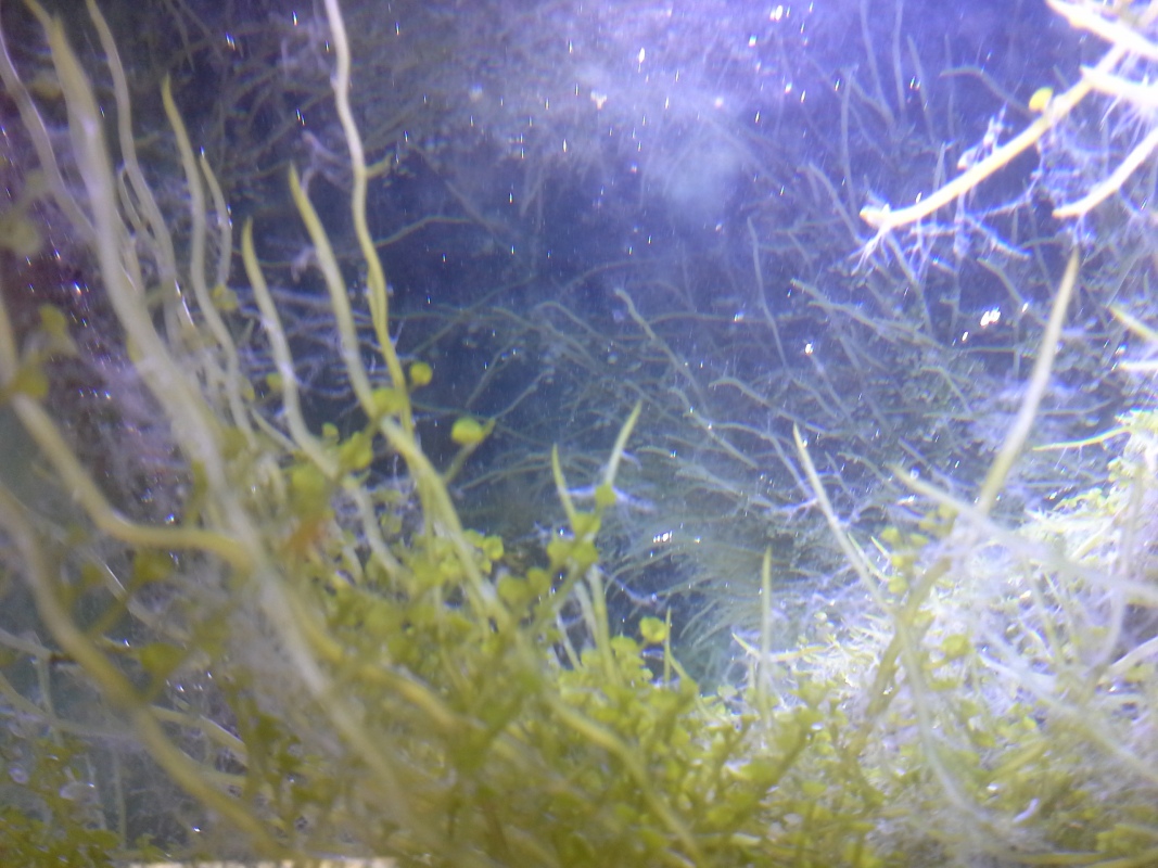 Scaled image 20121103_131120.jpg (294kB)