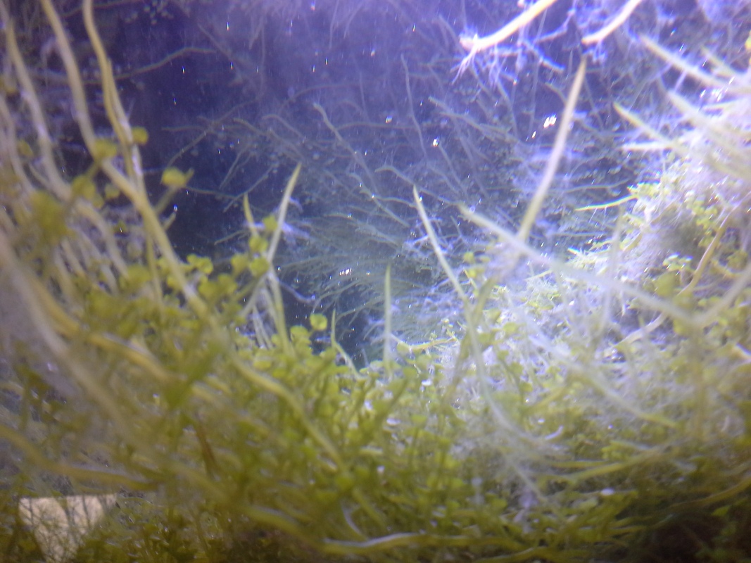 Scaled image 20121103_131123.jpg (286kB)