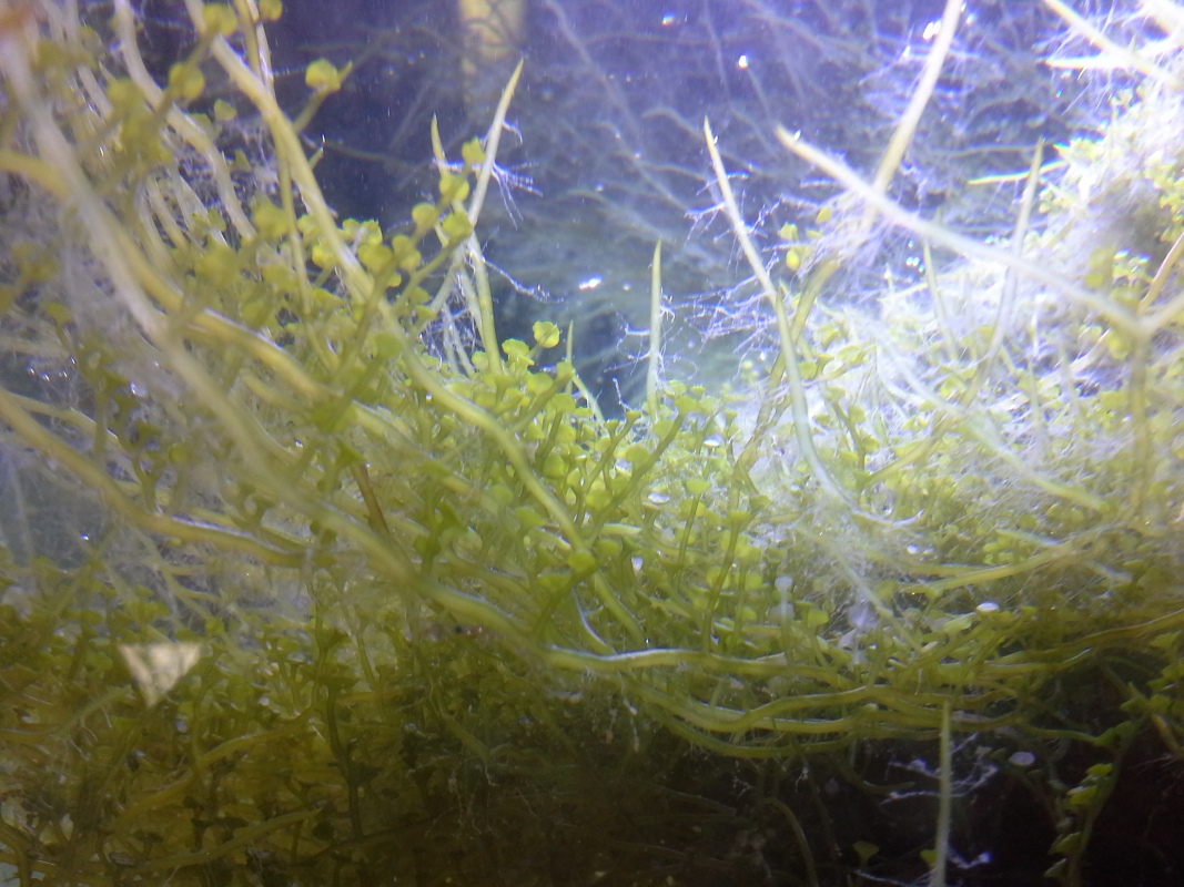 Scaled image 20121103_131125.jpg (323kB)