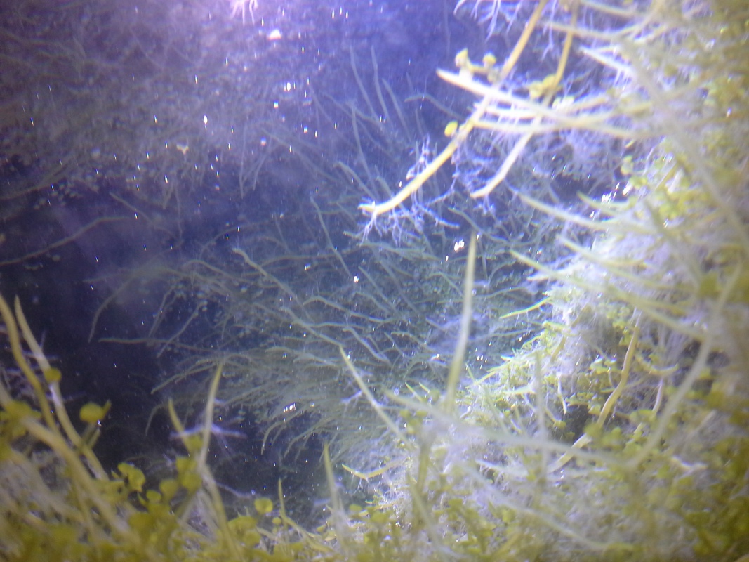 Scaled image 20121103_131129.jpg (306kB)