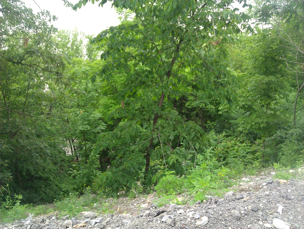 Scaled image IMG_20120625_123139.jpg (356kB)