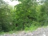 Thumbnail IMG_20120625_123139.jpg 