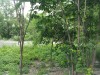Thumbnail IMG_20120625_123252.jpg 