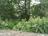 Thumbnail IMG_20120625_123342.jpg 