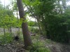 Thumbnail IMG_20120625_123603.jpg 