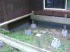 Thumbnail cimg1356.jpg 