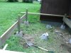 Thumbnail cimg1358.jpg 