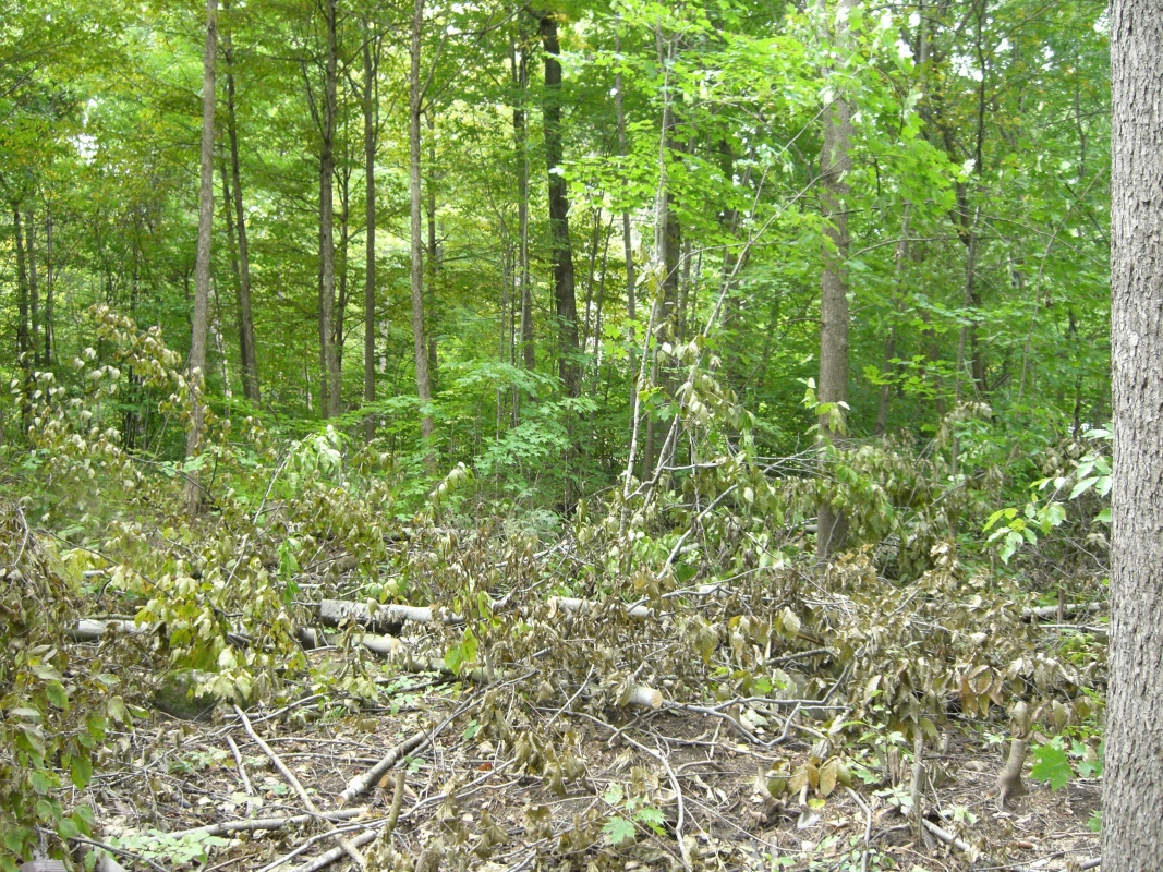 Scaled image cimg2051.jpg (740kB)