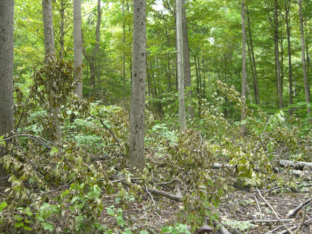 Scaled image cimg2052.jpg (720kB)