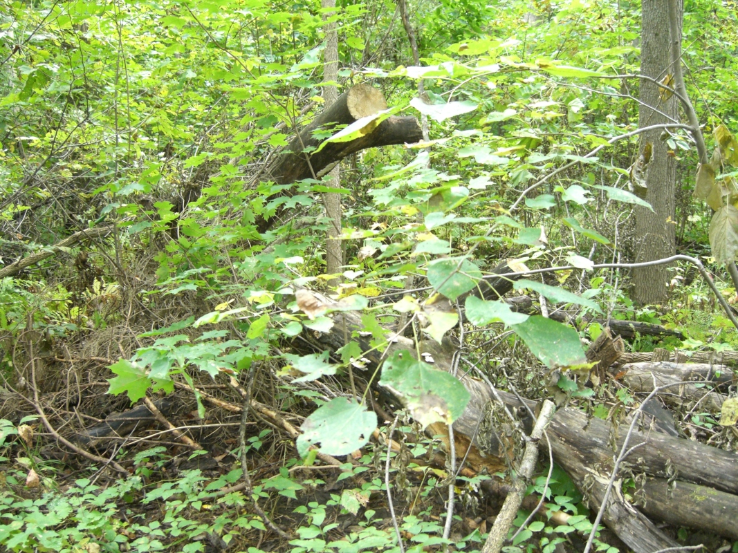 Scaled image cimg2055.jpg (778kB)