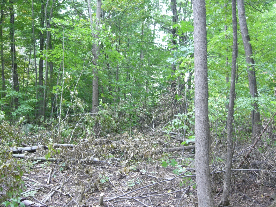 Scaled image cimg2059.jpg (732kB)
