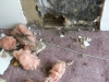 Thumbnail cimg2366.jpg 