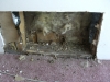 Thumbnail cimg2370.jpg 
