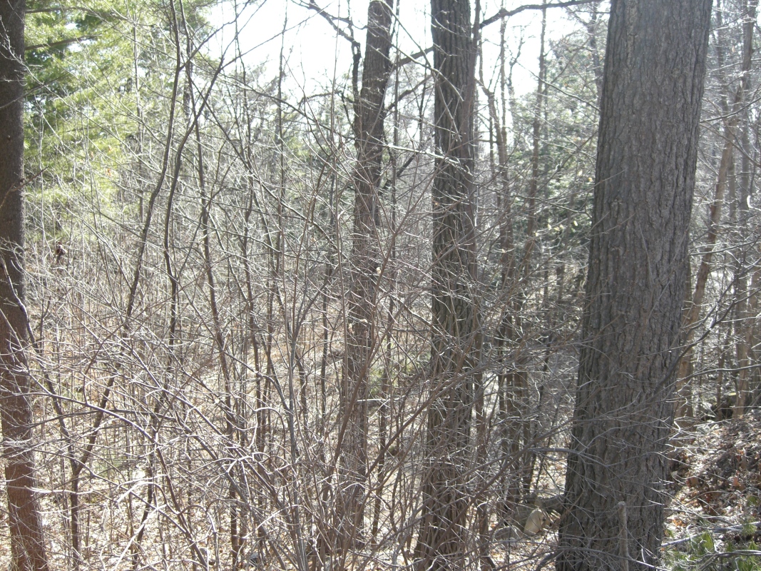 Scaled image cimg1774.jpg (692kB)