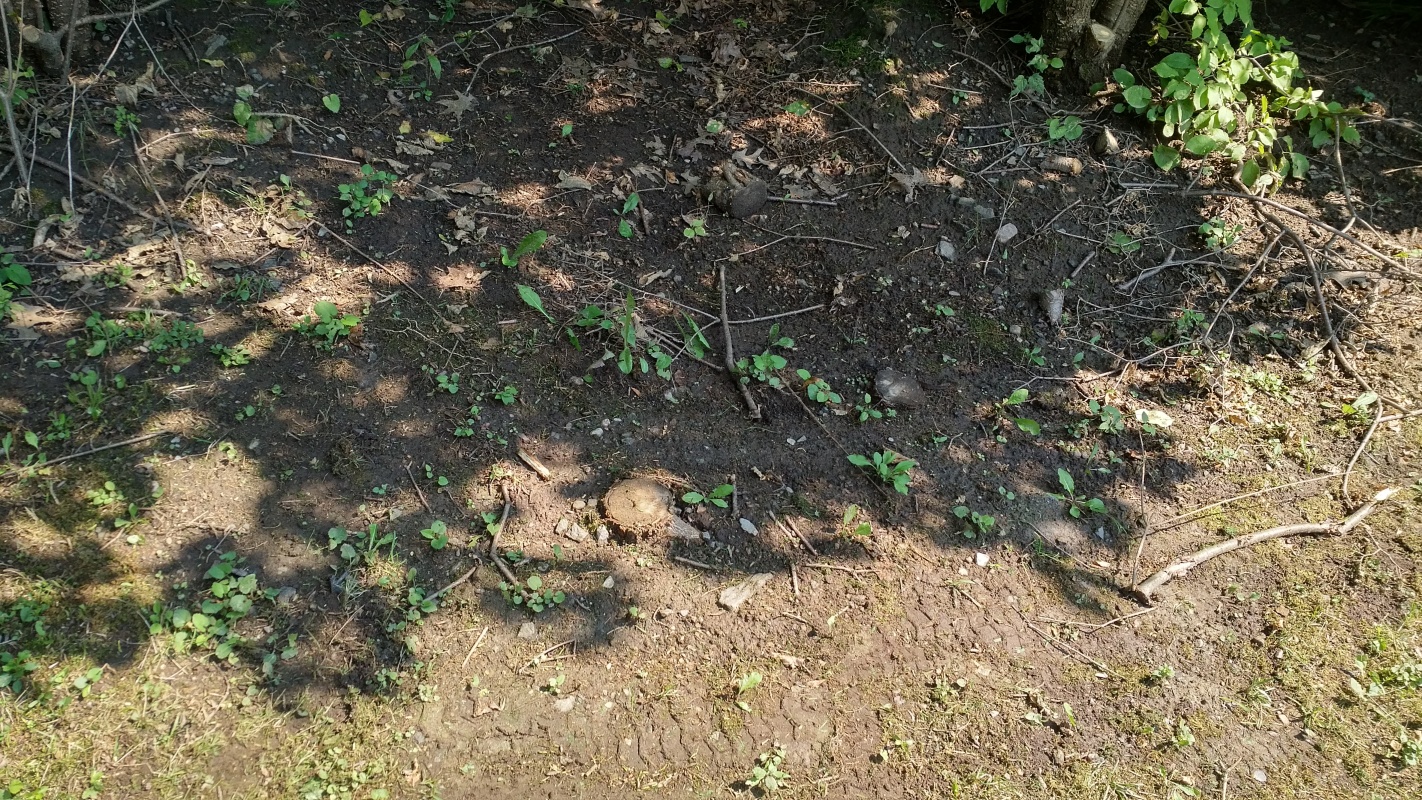 Scaled image IMG_20180807_1433037.jpg (771kB)