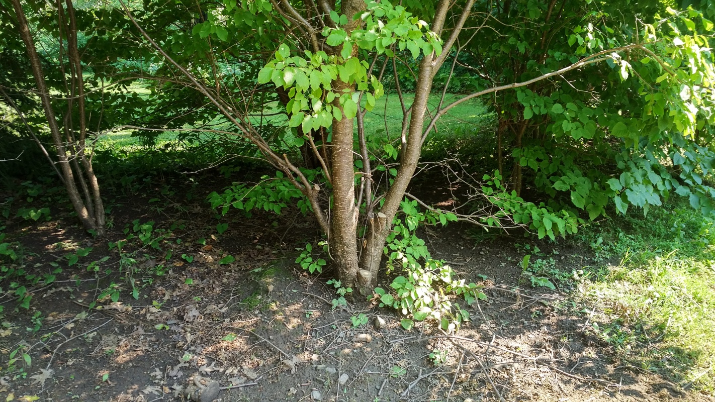 Scaled image IMG_20180807_1433084.jpg (724kB)